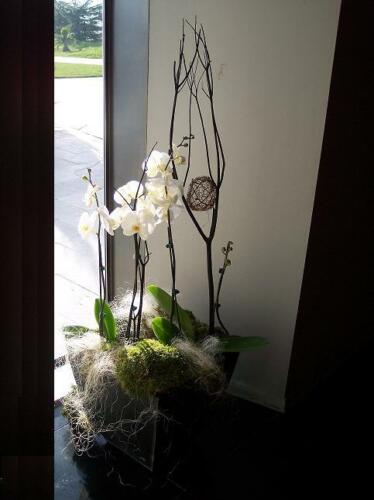 Plantas decoración hogar